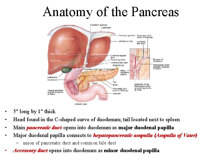 Anatomy of the Pancreas • • 5" long by 1" thick Head found in