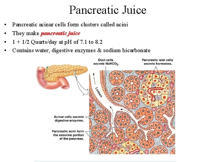 Pancreatic Juice • • Pancreatic acinar cells form clusters called acini They make pancreatic