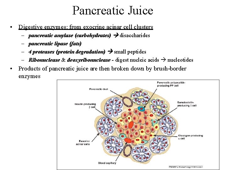 Pancreatic Juice • Digestive enzymes: from exocrine acinar cell clusters – – pancreatic amylase