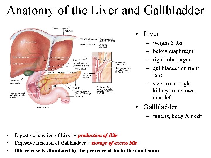 Anatomy of the Liver and Gallbladder • Liver – – weighs 3 lbs. below