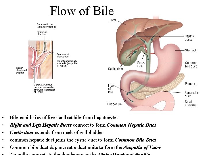 Flow of Bile • • • Bile capillaries of liver collect bile from hepatocytes