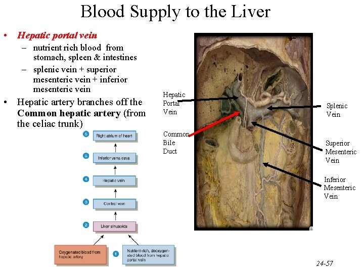 Blood Supply to the Liver • Hepatic portal vein – nutrient rich blood from