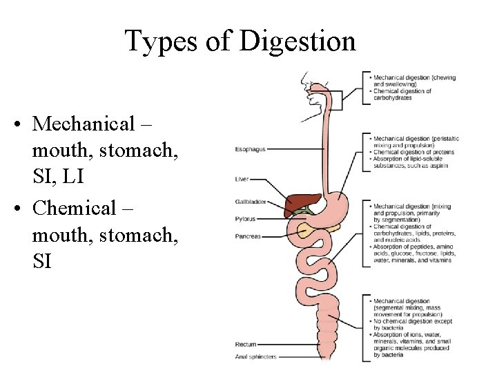 Types of Digestion • Mechanical – mouth, stomach, SI, LI • Chemical – mouth,