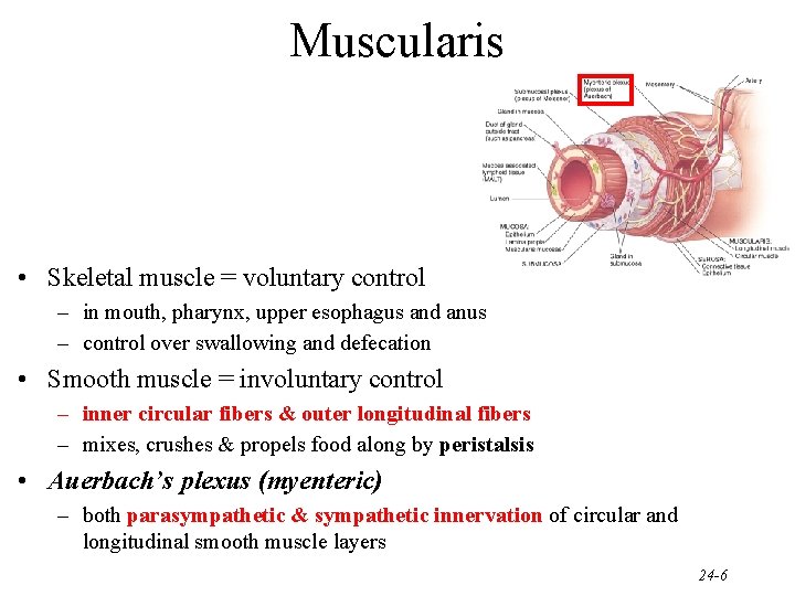 Muscularis • Skeletal muscle = voluntary control – in mouth, pharynx, upper esophagus and
