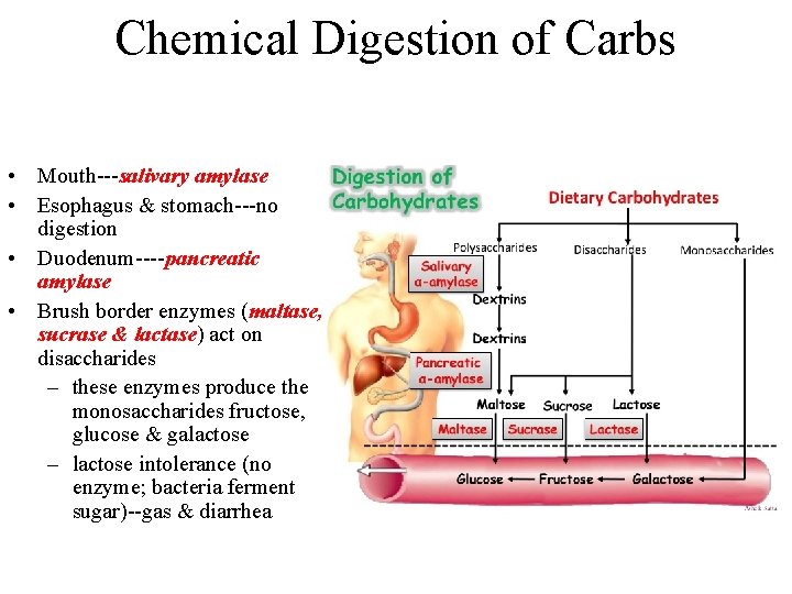 Chemical Digestion of Carbs • Mouth---salivary amylase • Esophagus & stomach---no digestion • Duodenum----pancreatic