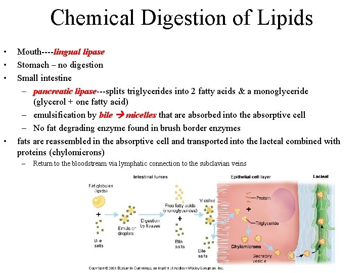 Chemical Digestion of Lipids • • Mouth----lingual lipase Stomach – no digestion Small intestine