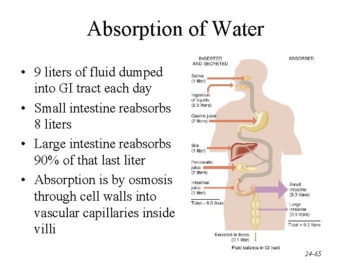 Absorption of Water • 9 liters of fluid dumped into GI tract each day