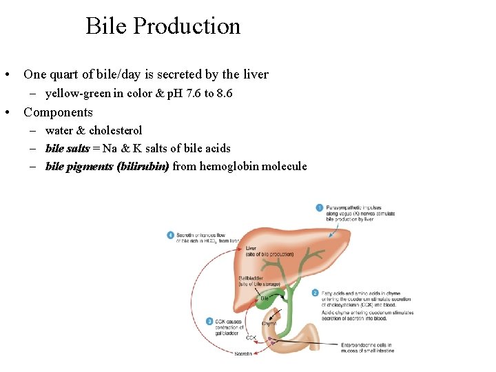 Bile Production • One quart of bile/day is secreted by the liver – yellow-green