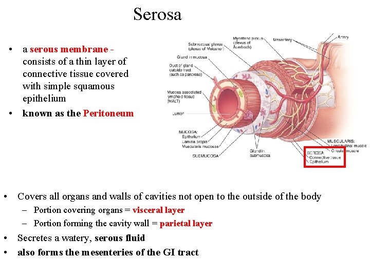 Serosa • a serous membrane consists of a thin layer of connective tissue covered
