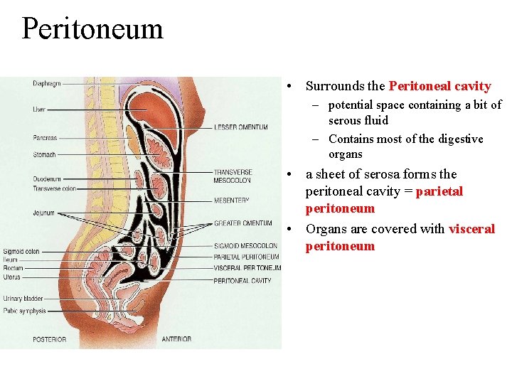 Peritoneum • Surrounds the Peritoneal cavity – potential space containing a bit of serous