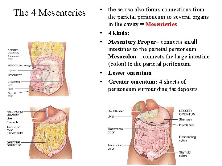 The 4 Mesenteries • the serosa also forms connections from the parietal peritoneum to