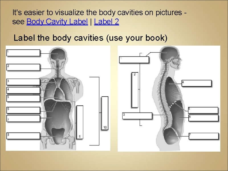 It's easier to visualize the body cavities on pictures - see Body Cavity Label