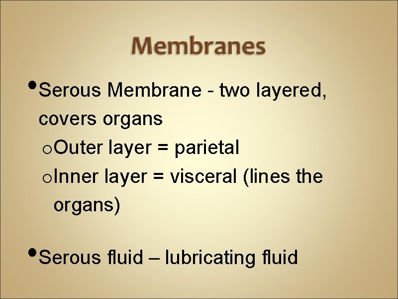  • Serous Membrane - two layered, covers organs o. Outer layer = parietal