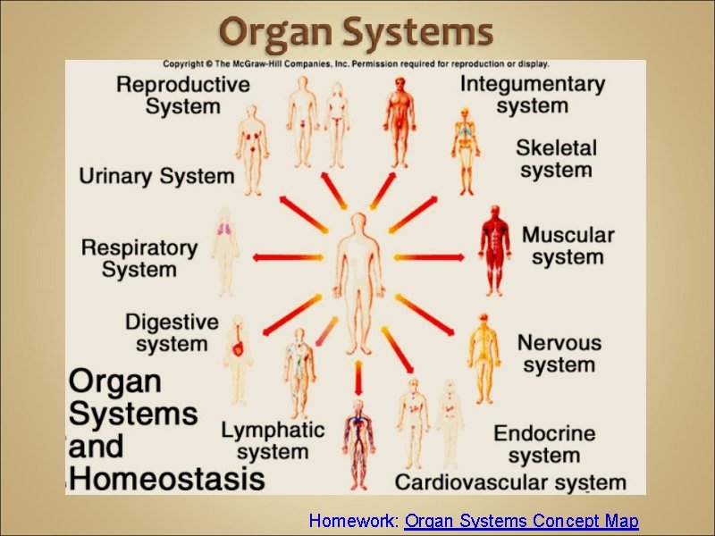 Homework: Organ Systems Concept Map 