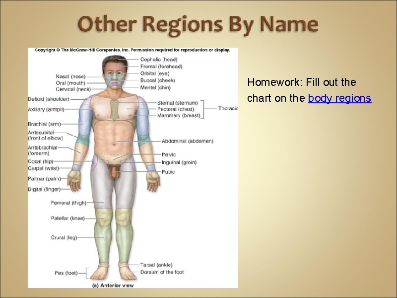 Homework: Fill out the chart on the body regions 