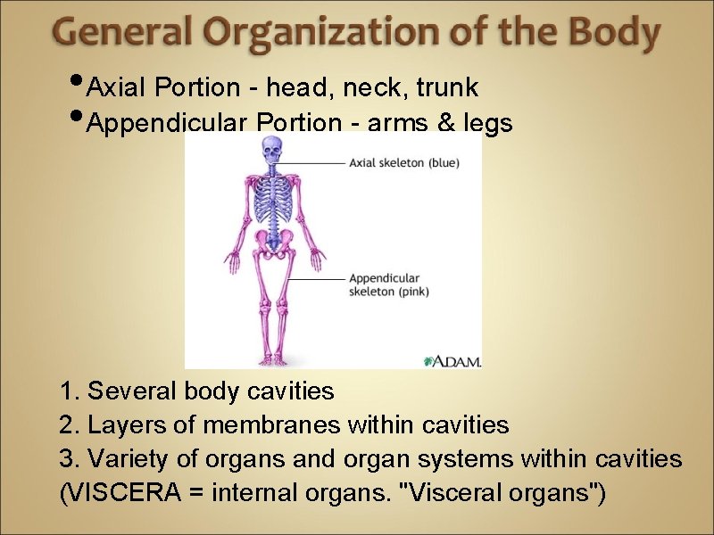  • Axial Portion - head, neck, trunk • Appendicular Portion - arms &