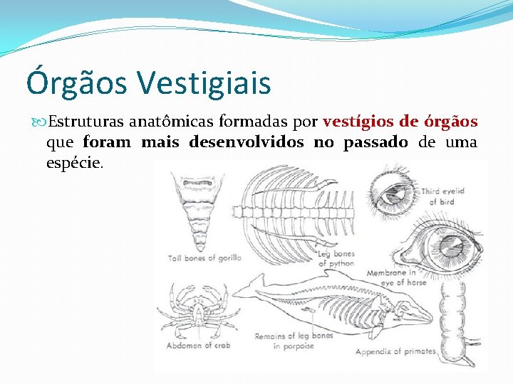 Órgãos Vestigiais Estruturas anatômicas formadas por vestígios de órgãos que foram mais desenvolvidos no Órgãos Vestigiais Estruturas anatômicas formadas por vestígios de órgãos que foram mais desenvolvidos no