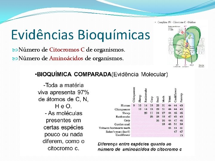 Evidências Bioquímicas Número de Citocromos C de organismos. Número de Aminoácidos de organismos. Evidências Bioquímicas Número de Citocromos C de organismos. Número de Aminoácidos de organismos.