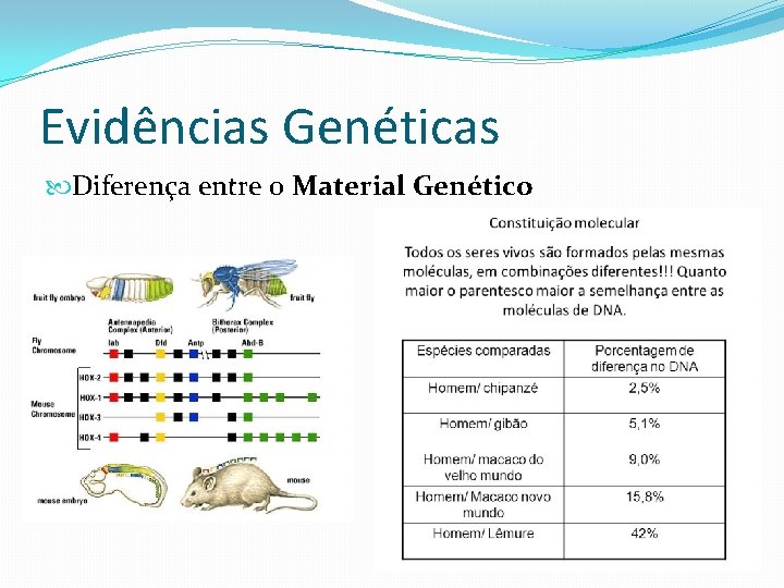 Evidências Genéticas Diferença entre o Material Genético Evidências Genéticas Diferença entre o Material Genético