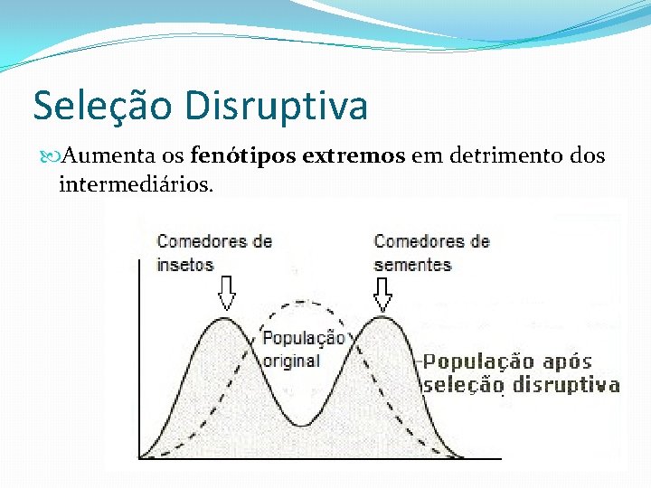 Seleção Disruptiva Aumenta os fenótipos extremos em detrimento dos intermediários. Seleção Disruptiva Aumenta os fenótipos extremos em detrimento dos intermediários.