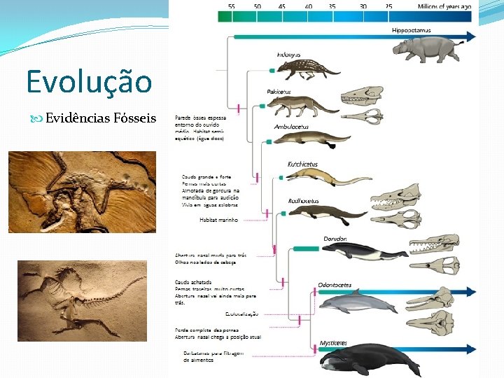 Evolução Evidências Fósseis Evolução Evidências Fósseis