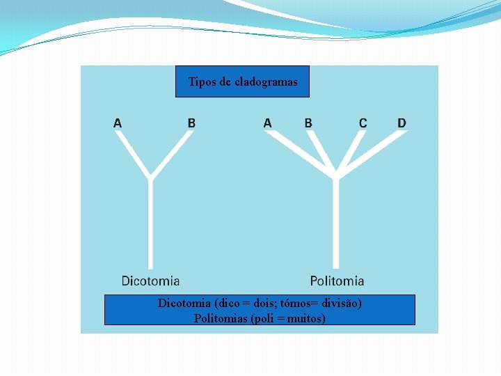 Tipos de cladogramas Dicotomia (dico = dois; tómos= divisão) Politomias (poli = muitos) Tipos de cladogramas Dicotomia (dico = dois; tómos= divisão) Politomias (poli = muitos)