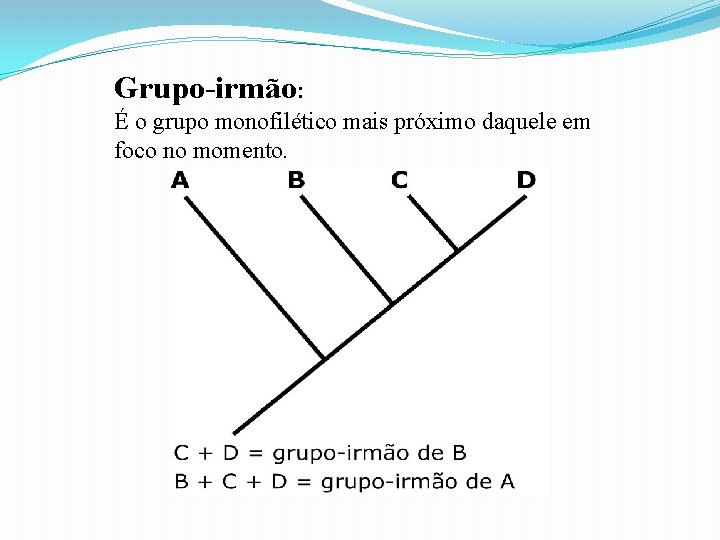 Grupo-irmão: É o grupo monofilético mais próximo daquele em foco no momento. Grupo-irmão: É o grupo monofilético mais próximo daquele em foco no momento.