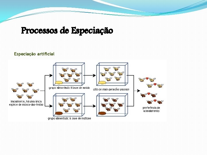 Processos de Especiação artificial Processos de Especiação artificial
