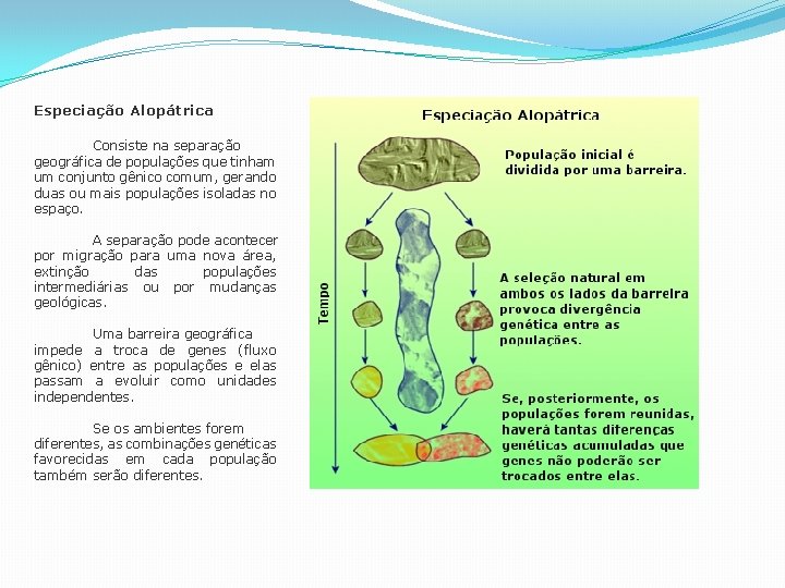 Especiação Alopátrica Consiste na separação geográfica de populações que tinham um conjunto gênico comum, Especiação Alopátrica Consiste na separação geográfica de populações que tinham um conjunto gênico comum,