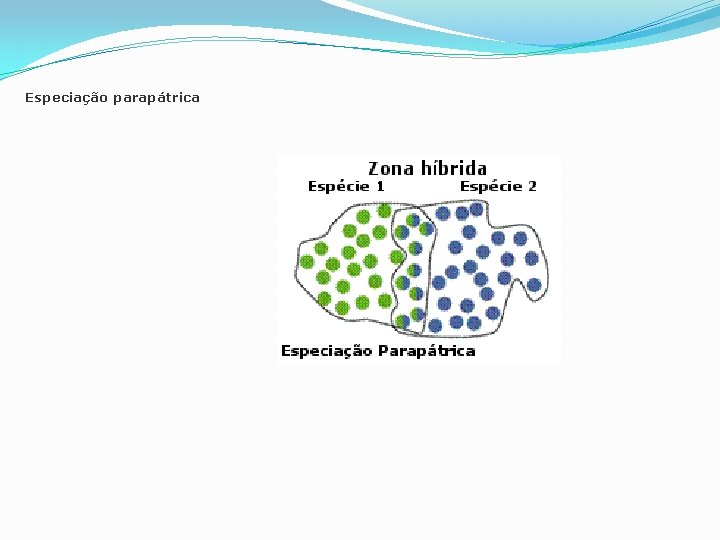 Especiação parapátrica Especiação parapátrica