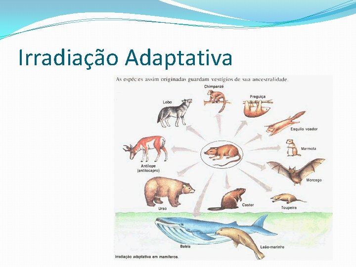 Irradiação Adaptativa Irradiação Adaptativa