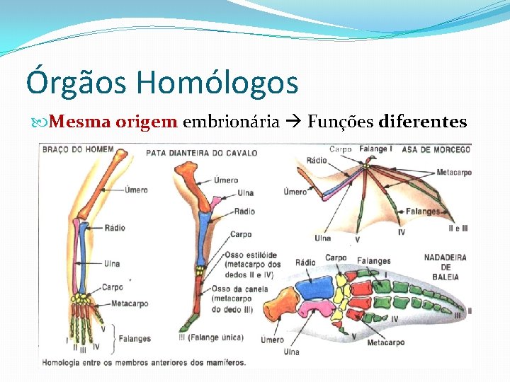 Órgãos Homólogos Mesma origem embrionária Funções diferentes Órgãos Homólogos Mesma origem embrionária Funções diferentes