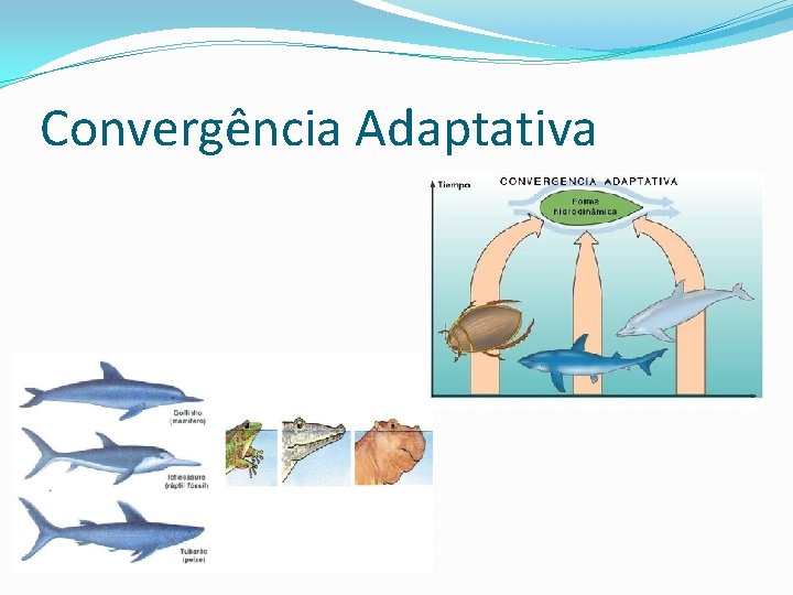 Convergência Adaptativa Convergência Adaptativa