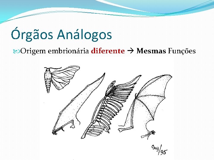 Órgãos Análogos Origem embrionária diferente Mesmas Funções Órgãos Análogos Origem embrionária diferente Mesmas Funções