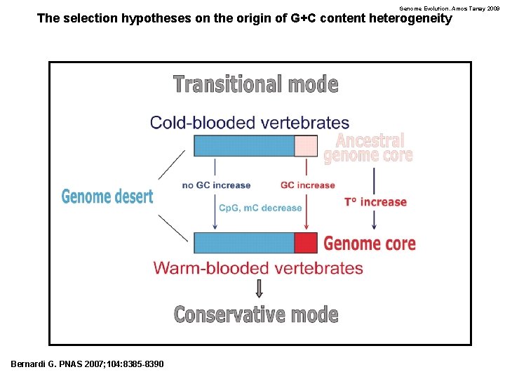 Genome Evolution. Amos Tanay 2009 The selection hypotheses on the origin of G+C content