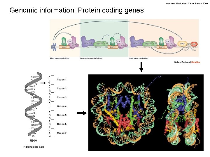 Genome Evolution. Amos Tanay 2009 Genomic information: Protein coding genes 