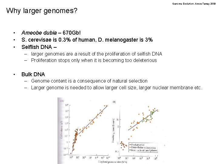 Genome Evolution. Amos Tanay 2009 Why larger genomes? • • • Ameobe dubia –