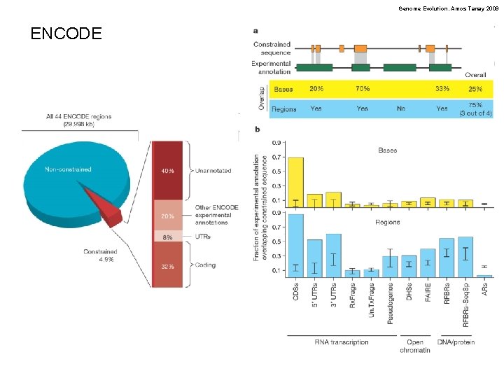 Genome Evolution. Amos Tanay 2009 ENCODE 