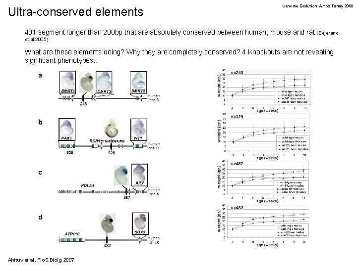 Ultra-conserved elements Genome Evolution. Amos Tanay 2009 481 segment longer than 200 bp that