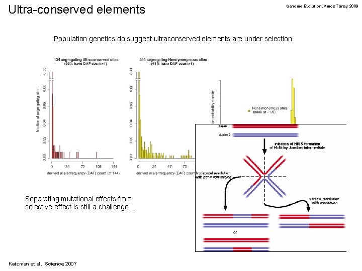 Ultra-conserved elements Genome Evolution. Amos Tanay 2009 Population genetics do suggest ultraconserved elements are