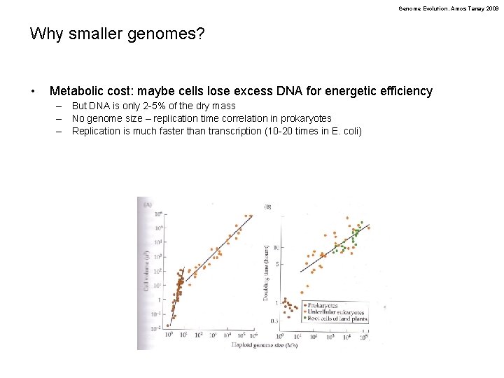 Genome Evolution. Amos Tanay 2009 Why smaller genomes? • Metabolic cost: maybe cells lose