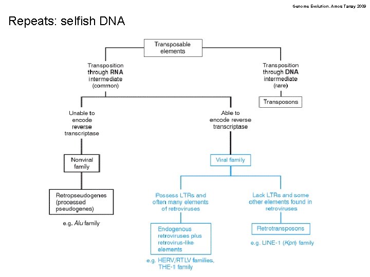 Genome Evolution. Amos Tanay 2009 Repeats: selfish DNA 