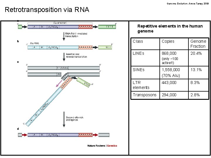 Genome Evolution. Amos Tanay 2009 Retrotransposition via RNA Repetitive elements in the human genome
