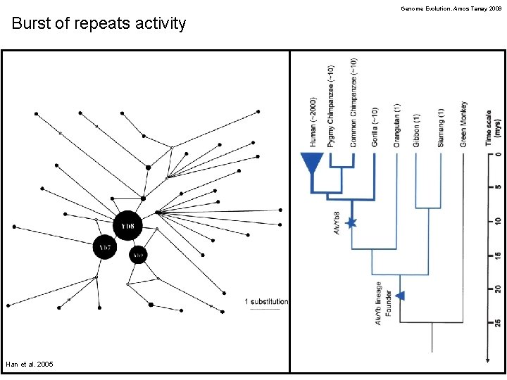 Genome Evolution. Amos Tanay 2009 Burst of repeats activity Han et al. 2005 