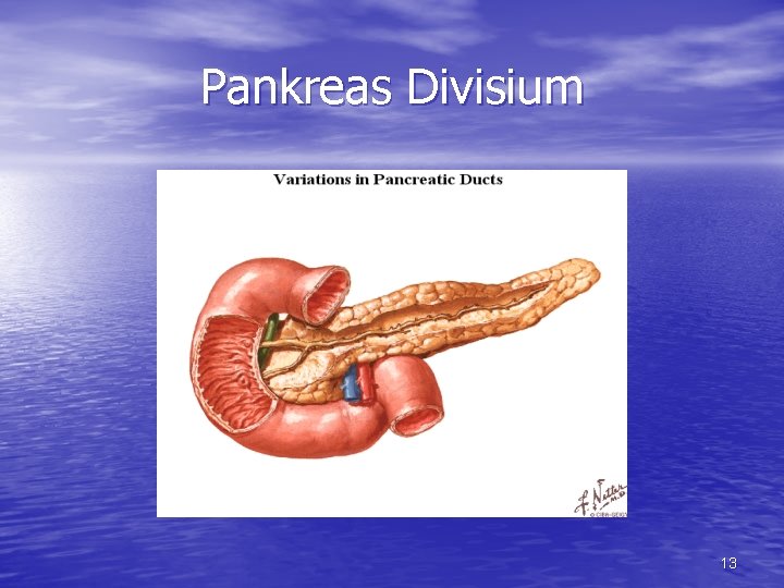 Pankreas Divisium 13 
