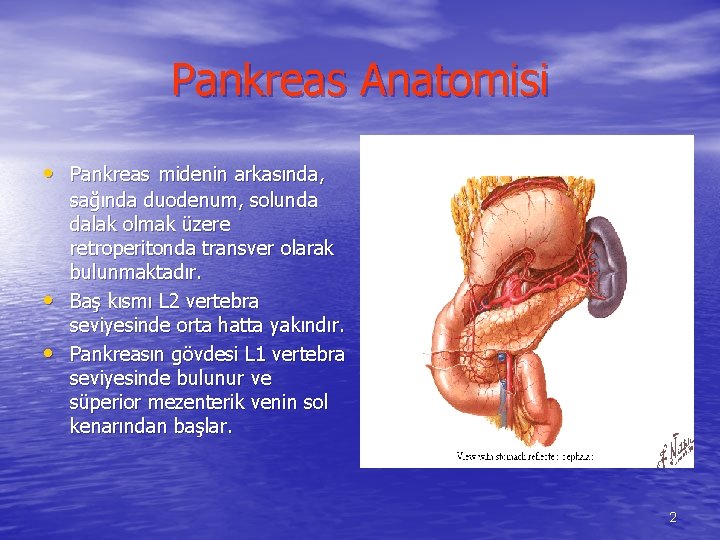 Pankreas Anatomisi • Pankreas midenin arkasında, • • sağında duodenum, solunda dalak olmak üzere