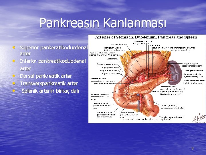 Pankreasın Kanlanması • Süperior pankeratikoduodenal • • arter İnferior pankreatikoduodenal arter Dorsal pankreatik arter