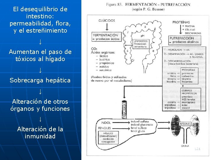 El desequilibrio de intestino: permeabilidad, flora, y el estreñimiento ↓ Aumentan el paso de El desequilibrio de intestino: permeabilidad, flora, y el estreñimiento ↓ Aumentan el paso de