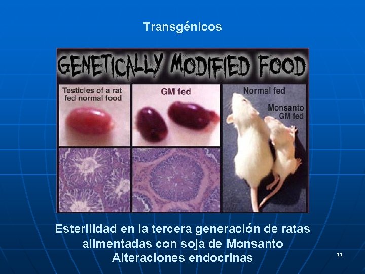 Transgénicos Esterilidad en la tercera generación de ratas alimentadas con soja de Monsanto Alteraciones Transgénicos Esterilidad en la tercera generación de ratas alimentadas con soja de Monsanto Alteraciones