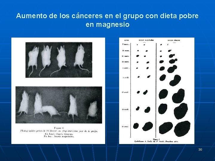 Aumento de los cánceres en el grupo con dieta pobre en magnesio 30 Aumento de los cánceres en el grupo con dieta pobre en magnesio 30